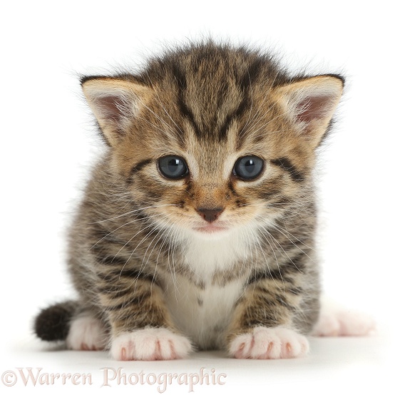 Cute tabby kitten, 3 weeks old, white background