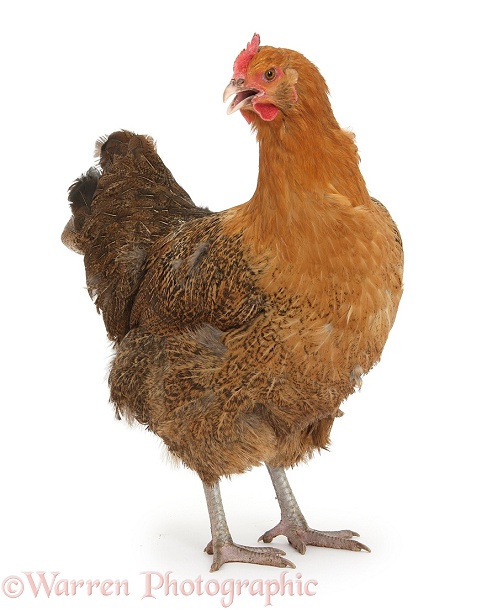 Chicken standing with beak open, white background