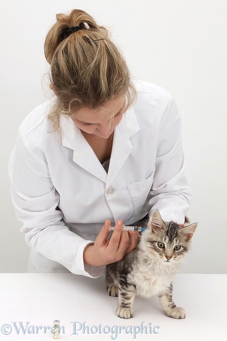 Vet admistering a vaccination to Silver tabby kitten, Loki, white background