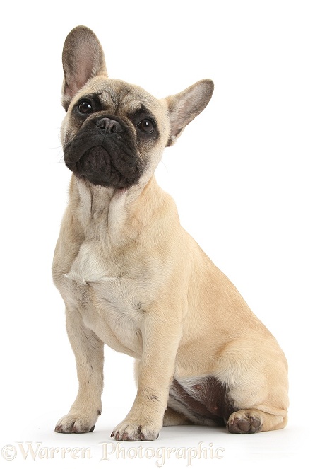 French Bulldog sitting, white background