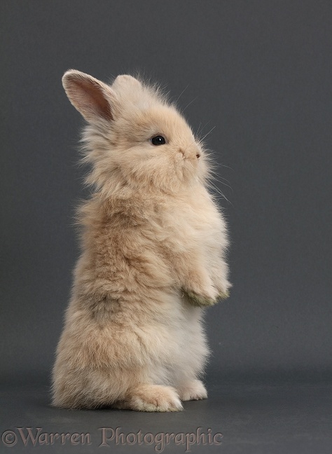 Young rabbit standing up on grey background