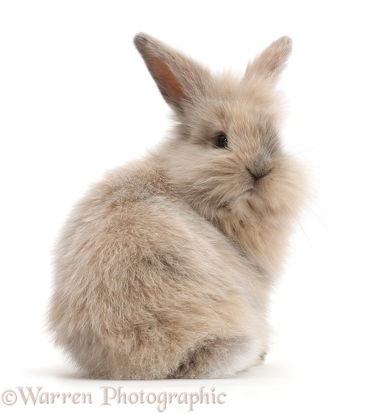 Young rabbit looking over her shoulder, white background