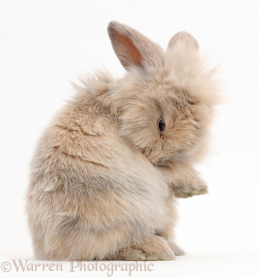 Young rabbit grooming over her shoulder, white background