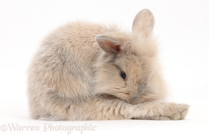 Young rabbit grooming a hind leg, white background