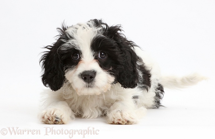 Black-and-white Cavapoo puppy, 13 weeks old, white background