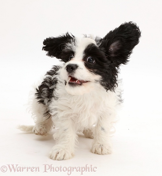 Playful black-and-white Cavapoo puppy, 13 weeks old, white background