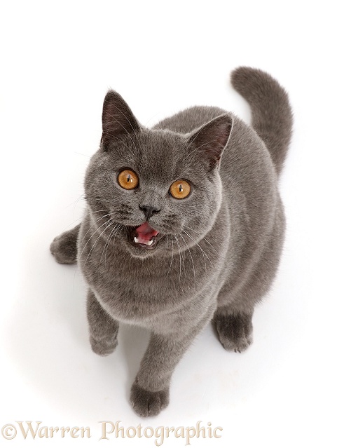 Blue British Shorthair cat sitting looking up with mouth open, white background