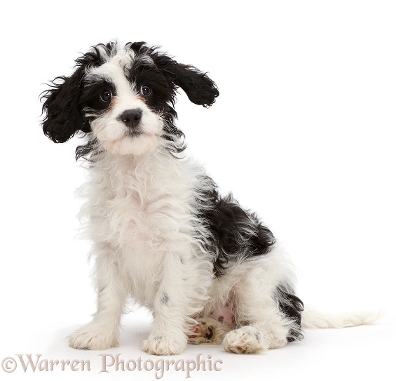Black-and-white Cavapoo puppy, 13 weeks old, looking surprised, white background