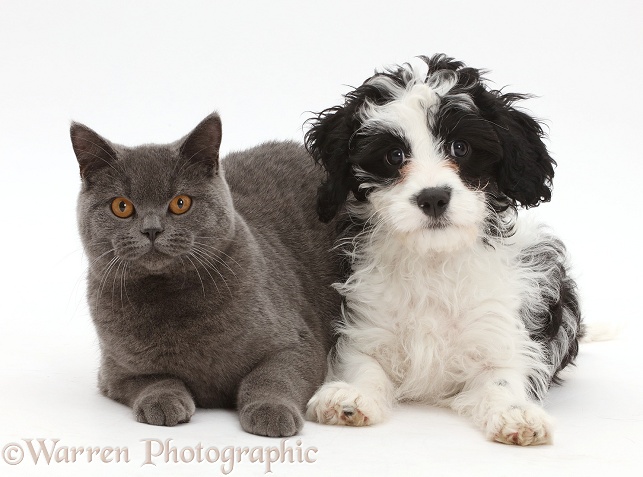 Blue British Shorthair cat and black-and-white Cavapoo puppy, 13 weeks old, white background