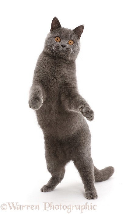 Blue British Shorthair cat standing up on hind legs, white background