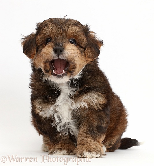 Cavapoo puppy with open mouth, white background
