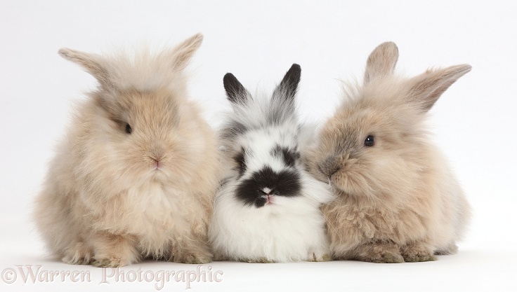 Three cute bunnies, white background