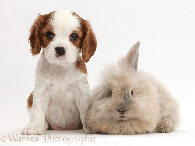Cavalier puppy and fluffy bunny, white background