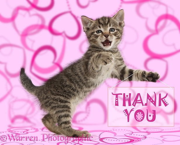 Tabby kitten holding thank you notice, white background