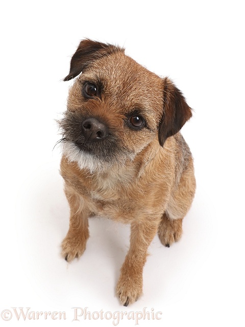 Border Terrier bitch, 2 year old, sitting looking up, white background