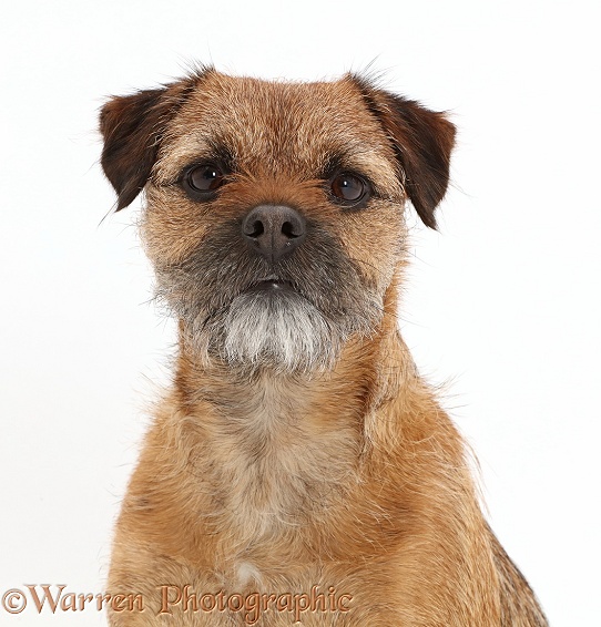 Border Terrier bitch, 2 year old, white background