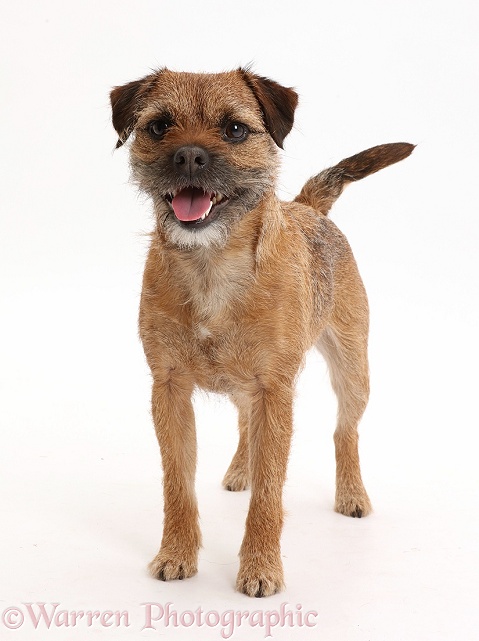 Border Terrier bitch, 2 year old, standing, white background