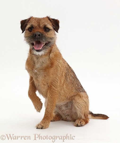 Border Terrier bitch, 2 year old, sitting with raised paw, white background