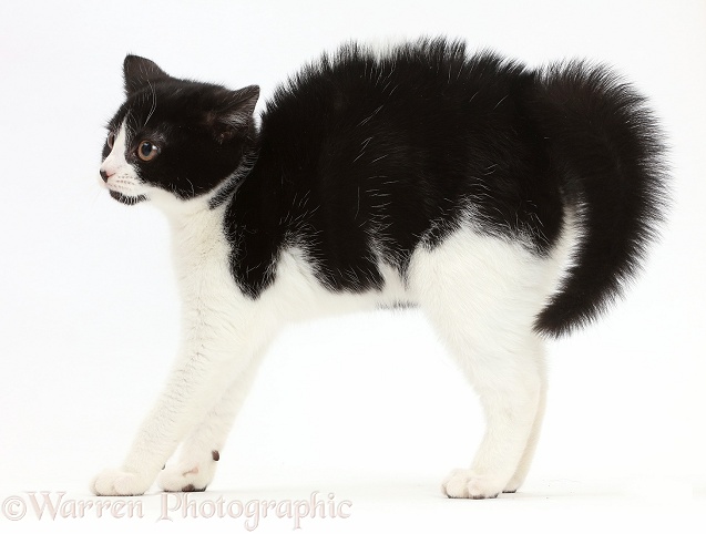 Black-and-white kitten, Loona, 3 months old, in frightened witch's cat posture, white background