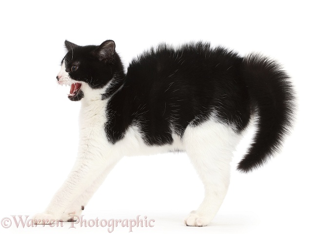 Black-and-white kitten, Loona, 3 months old, in frightened witch's cat posture, and snarling, white background