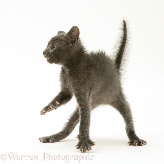 Alarmed blue kitten in defensive posture, ready to strike, white background