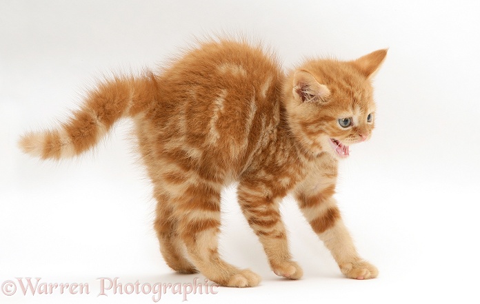 Red tabby British Shorthair kitten in defensive posture, white background