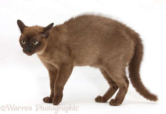 Young Burmese cat in fierce defensive posture, white background