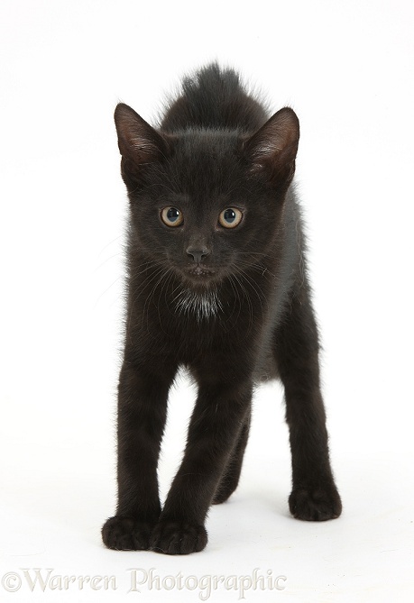 Black kitten Buxie, 10 weeks old, in defensive witch's cat display, white background