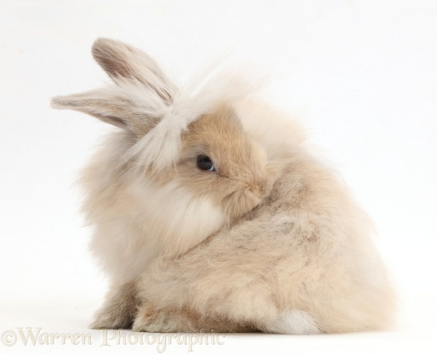 Beige fluffy bunny itching his back, white background
