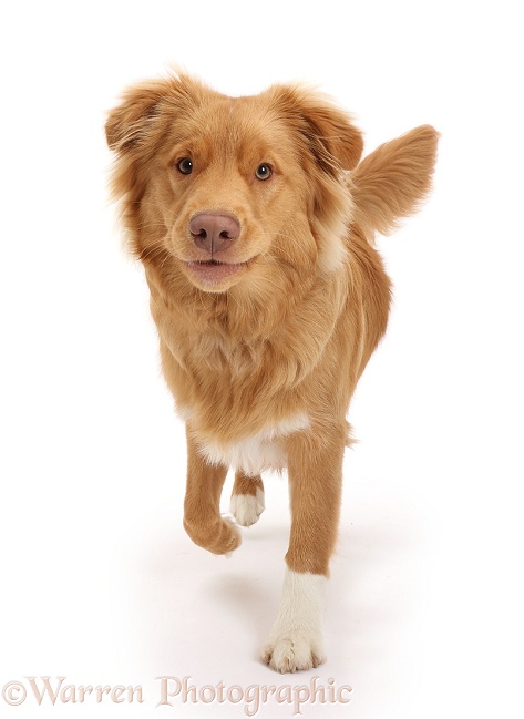 Nova Scotia Duck Tolling Retriever dog, 6 months old, walking, white background