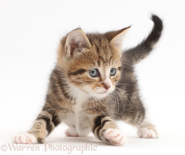 Playful tabby kitten, 5 weeks old, white background