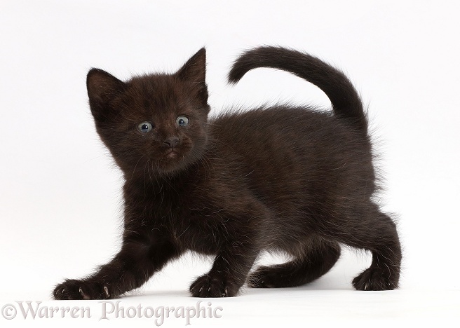 Black kitten, 5 weeks old, white background
