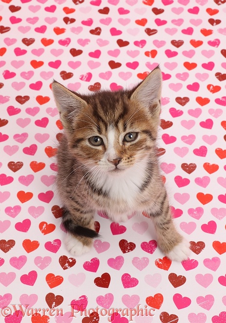 Tabby kitten sitting on pink heart background