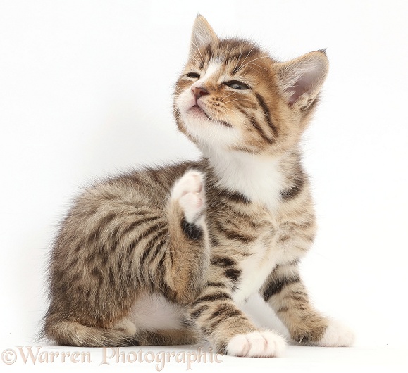 Tabby kitten scratching, white background