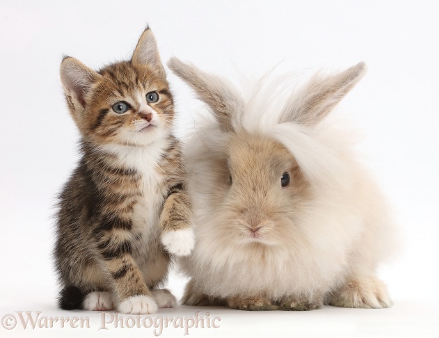 Tabby kitten with fluffy bunny, white background