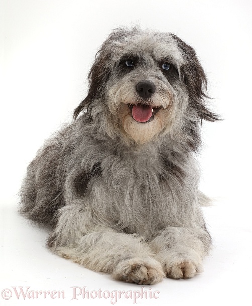 Grey shaggy Cadoodle mutt, white background