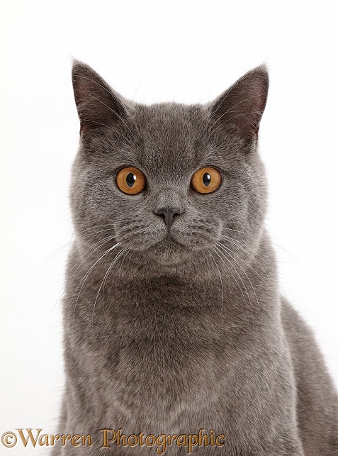 Blue British Shorthair cat, white background