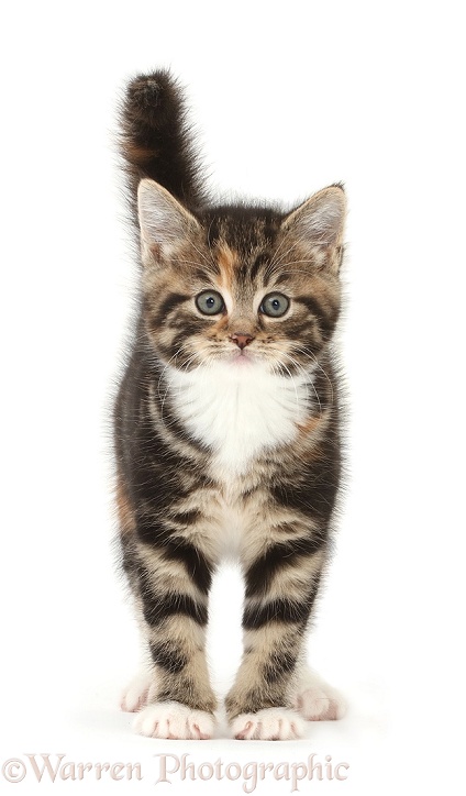 Shocked looking tabby kitten, white background