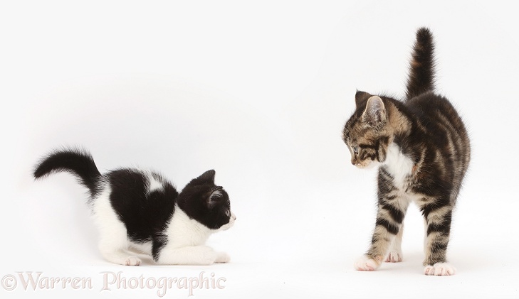 Kittens menacing each other during play, white background