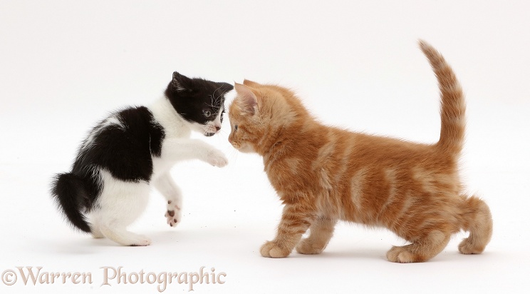 Black-and-white kitten inviting ginger kitten to play. Ginger is not interested, white background