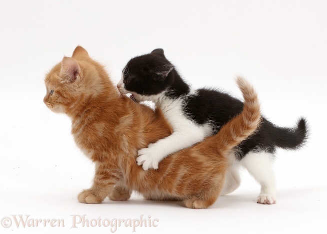 Black-and-white kitten playfully attacking ginger kitten, white background