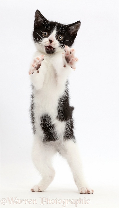 Black-and-white kitten, Loona, 11 weeks old, standing on hind legs, white background