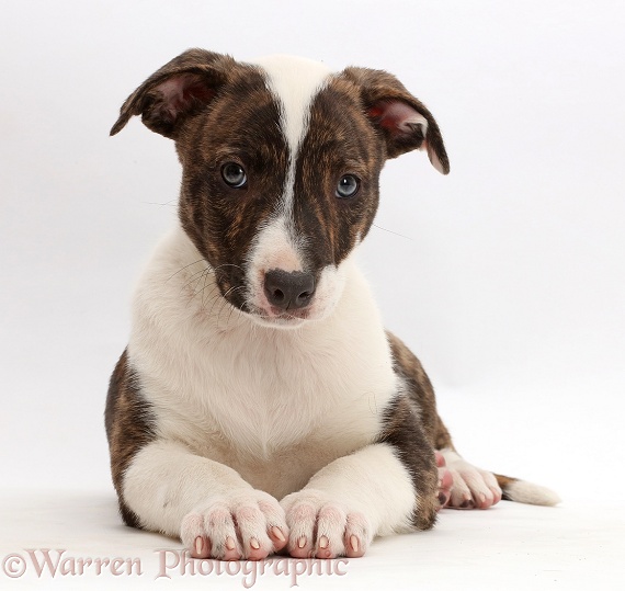 Brindle-and-white Lurcher pup, 8 weeks old, white background