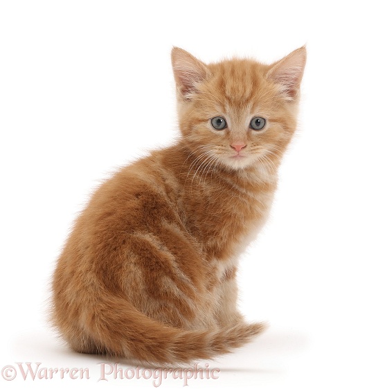 Ginger kitten looking over shoulder, white background