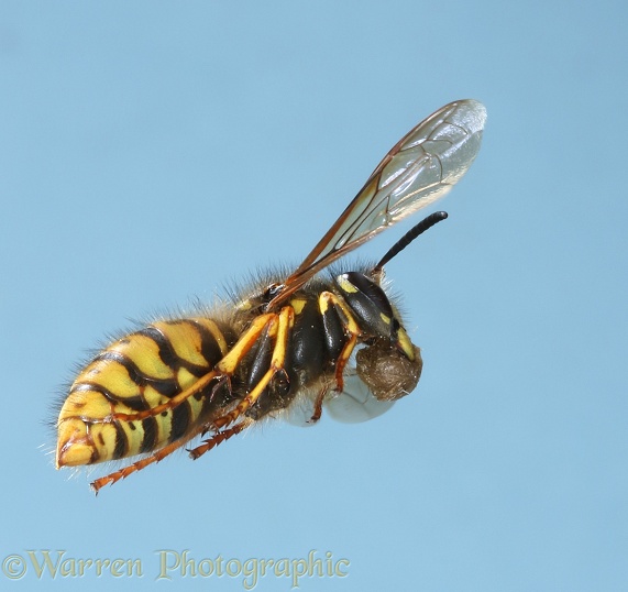 Saxony Wasp (Dolichovespula saxonica) queen flying in to her nest carrying a ball of wood pulp