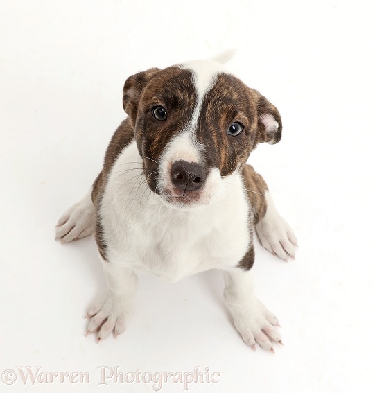 Brindle-and-white Lurcher pup, 8 weeks old, sitting and looking up, white background