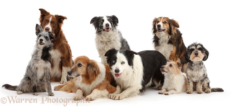 Eight assorted mutts, white background