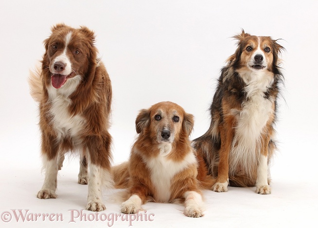 Three assorted collie-cross dogs, white background