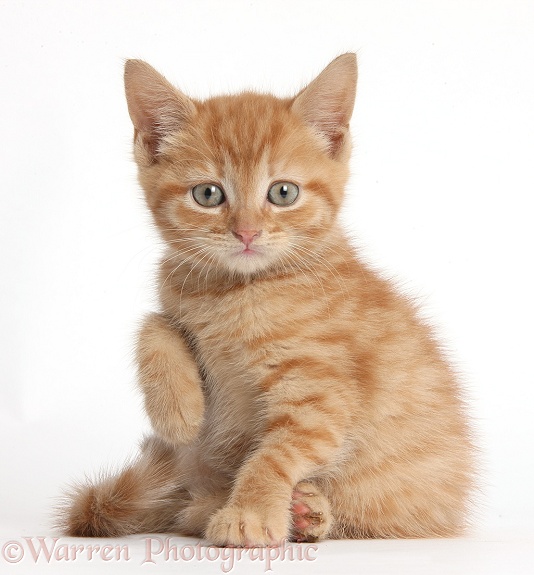 Ginger kitten with raised paw, white background