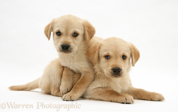 Cute Retriever-cross pups, white background